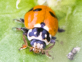 Hippodamia variegata